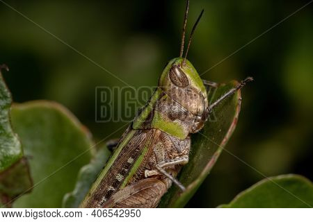 Adult Stridulating Slantface Grasshopper