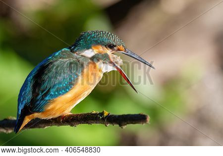 Сommon Kingfisher, Alcedo Atthis. The Bird Regurgitates Undigested Fish Remains
