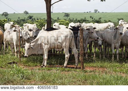 Herd Of White Cows And Black Cattle Grazing And Looking Around Attentively