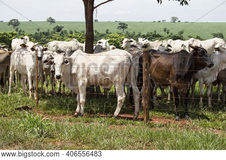 Multiple White And Black Cows Starring With Attention To The Camera.