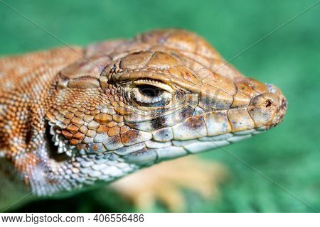 Macro Head Shot Of A Lizard, A Saudi Fringe-fingered Lizard (acanthodactylus Gongrorhynchatus)