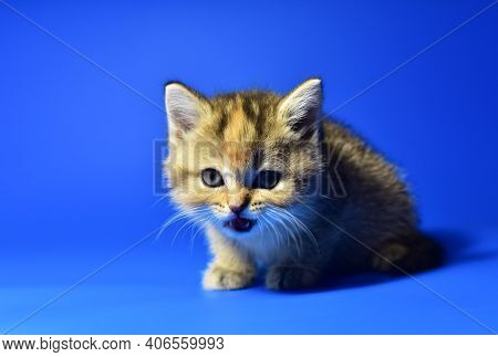 Small Kitten Of The British Chinchilla Breed On White Background. Little Baby Cat Lick. Babycat With