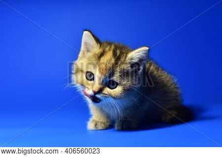 Small Kitten Of The British Chinchilla Breed On Blue Background. Little Baby Cat Lick. Babycat With 