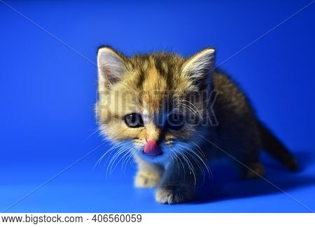 Small Kitten Of The British Chinchilla Breed On Blue Background. Little Baby Cat Lick. Babycat With 