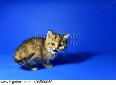 Small Kitten Of The British Chinchilla Breed On Blue Background. Little Baby Cat Lick. Babycat With 