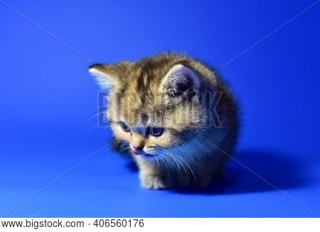 Small Kitten Of The British Chinchilla Breed On White Background. Little Baby Cat Lick. Babycat With