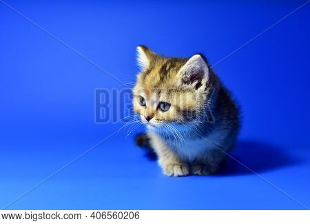 Small Kitten Of The British Chinchilla Breed On White Background. Little Baby Cat Lick. Babycat With