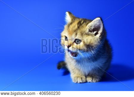 Small Kitten Of The British Chinchilla Breed On White Background. Little Baby Cat Lick. Babycat With