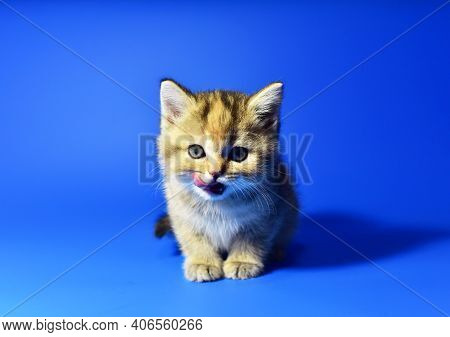 Small Kitten Of The British Chinchilla Breed On White Background. Little Baby Cat Lick. Babycat With