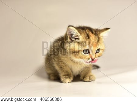 Small Kitten Of The British Chinchilla Breed On White Background. Little Baby Cat Lick. Babycat With