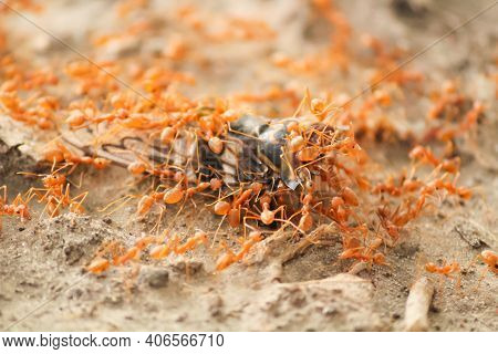 Close Up Shot Of A Colony Of Giant Red Ants Devouring A Dead Insect.