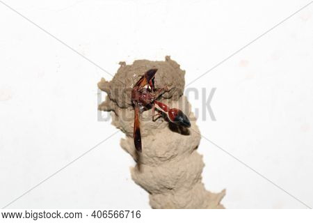Closeup Shot Of A Wasp Making Its Hive For Laying The Eggs - Dignity Of Labor Concept.