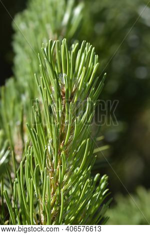 Dwarf Mountain Pine Mughus - Latin Name - Pinus Mugo Mughus