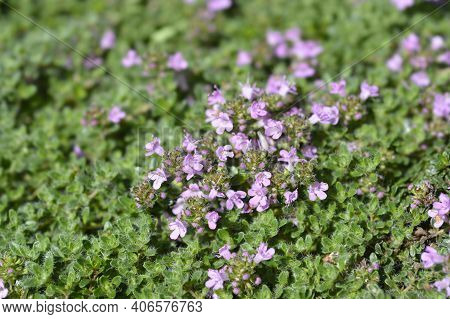 Wild Thyme - Latin Name - Thymus Polytrichus