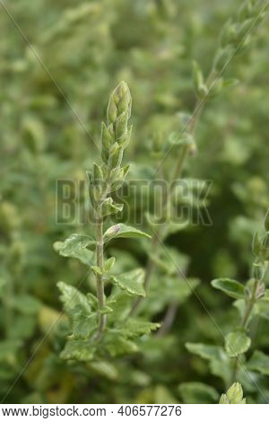 Yellow Germander Flower Buds - Latin Name - Teucrium Flavum