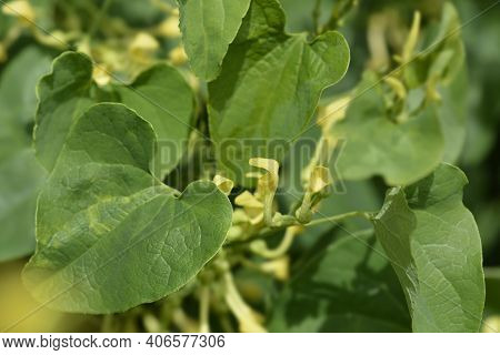 Common Birthwort - Latin Name - Aristolochia Clematitis