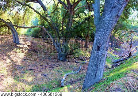 Oak Trees On A Dry Creekbed Besides A Grassy Field Taken At A Riparian Woodland In The Rural Souther