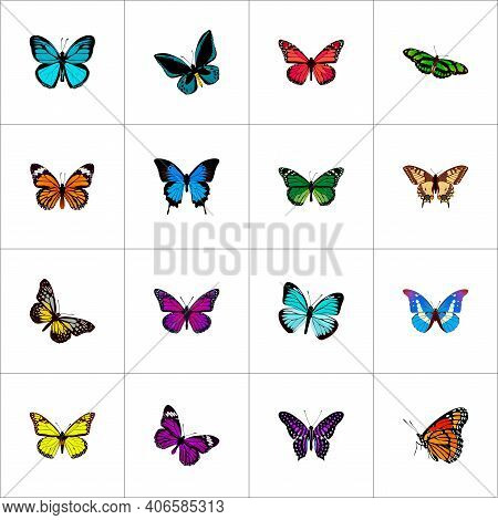 Set Of Butterfly Realistic Symbols With Green Peacock, Summer Insect, Yello-wing And Other Icons For