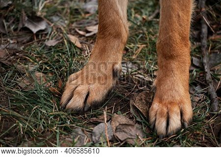 Red Paws Of German Shepherd Close Up On Grass With Fallen Leaves. Fluffy Dog Paws Of Light Yellow Co