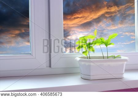 Young Plants Of Oaks On Window-sill Of Balcony And View To Cloudy Sky. Young Trees Are Ready To Plan