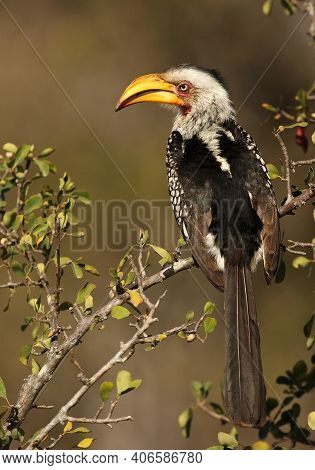 The Southern Yellow-billed Hornbill (tockus Leucomelas) Sitting In The Bush. Flying Banana On A Bran