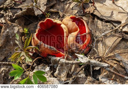 Sarcoscypha Coccinea Fungus Or Scarlet Elf Cup On The Forest Litter.