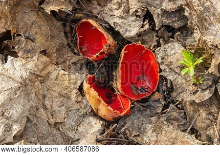 Sarcoscypha Coccinea Fungus Or Scarlet Elf Cup On The Forest Litter.