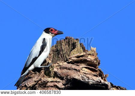 Male Of Black-tailed Tityra (tityra Cayana) Perched On The Dome Of A Coconut Tree Under The Blue Sky