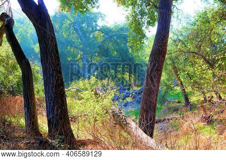 Oak Trees On A Dry Creekbed At A Riparian Woodland Taken In The Rural Puente Hills, Ca