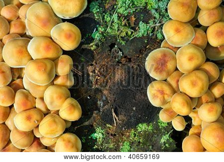 硫黄房菌