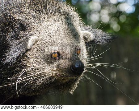 Portrait Of An Asian Binturong Or Bearcat