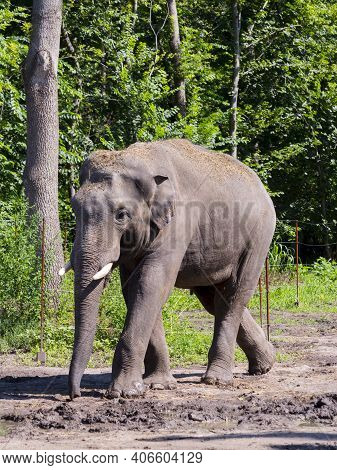 Asian Elephant Is Walking In A Forest Enclosure