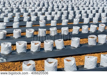 Row Fo Coconut Coir In Nursery White Bag For Farm With Fertigation , Irrigation System To Be Used Fo