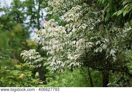 Boxelder Maple (acer Negundo) Is An Aceraceae Deciduous Tree Native To North America That Is Used Fo