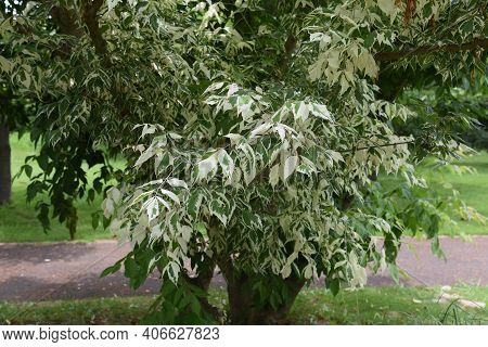 Boxelder Maple (acer Negundo) Is An Aceraceae Deciduous Tree Native To North America That Is Used Fo