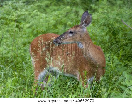 Jeune cerf chevreuil femelle dans une nature