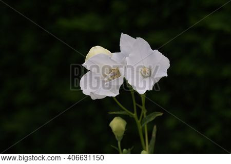 White Balloon Floer In Summer  (chinese Bellflower)