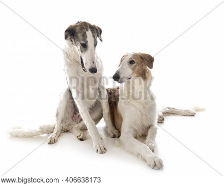 Young Borzois In Front Of White Background