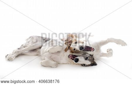 Young Borzois In Front Of White Background