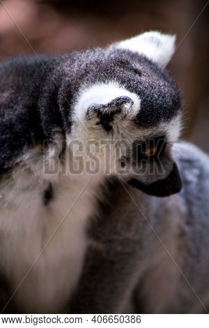 Lemur. Lemur Sits Alone. Lemur In Nature.