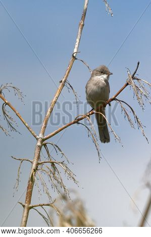 The Singing Bird - A Large Warbler Sits On A Thin Branch. Cute Little Brown Loud Secretive Songbird.