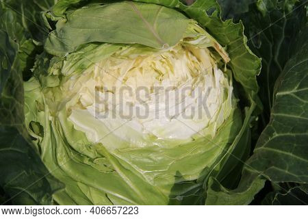 Fresh Young White Cabbage. Cracked Cabbage. An Overripe Vegetable. Improper Care Of The Agriculture.