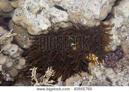 Twoband Anemonefish