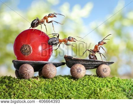 Ants Are Making Houses. Red Ants Are Working Together To Build Houses Or Nests To Find Food With The