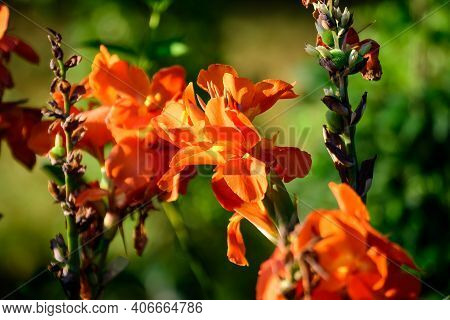 Orange Flowers Of Canna Indica, Commonly Known As Indian Shot, African Arrowroot, Edible Canna, Purp