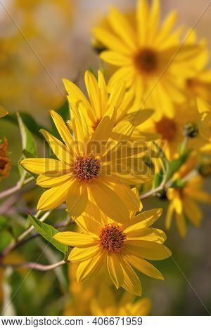 Topinambour Flowers In Garden. Growing Yellow Helianthus Tuberosus Flowers, Also Known As: Jerusalem