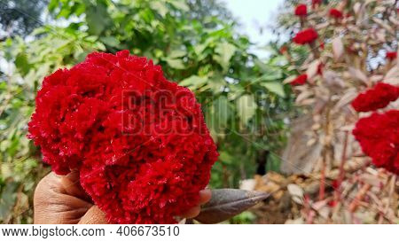 Red Flowers Shoot On My Garden In The Village