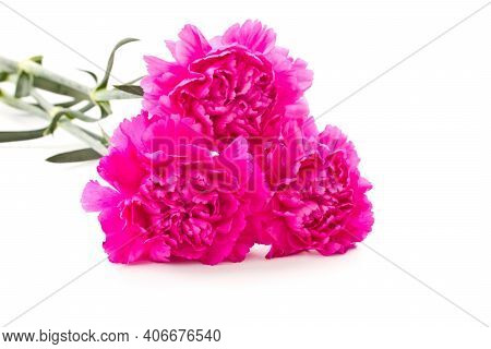 Field Red Clover Flower (trifolium Pratense) In Spring Rural Landscape. Medicinal Herb Red Clover Fl