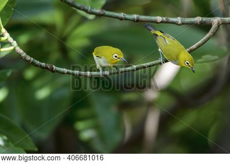 Swinhoe's White-eye Perching On Tree Branch , Thailand
