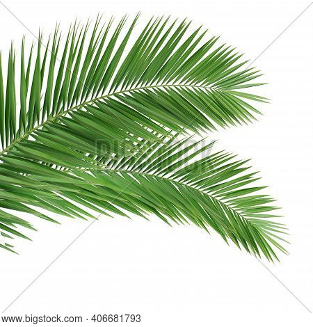 Palm Leaves Isolated On White. Leaves Of Palm Tree Isolated On White Background. Leaves Of Palm Tree